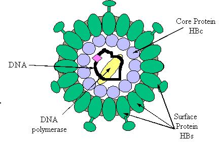 Hepatitis