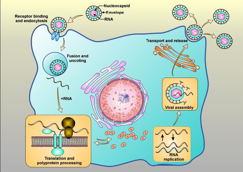 HCV szaporodása és a kezelés lehetséges támadáspontjai Receptor kötődés, endocytosis Transzport, kijutás NS3A4 proteáz gátlók