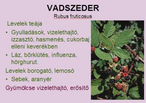 vannak. Ezek a kis karmocskák irritálták a légutak nyálkahártyáit. Addig, amíg ép volt a védőburok, addig nem allergizáltak! Parlagfüvet legelő kecske teje jó allergia ellen.