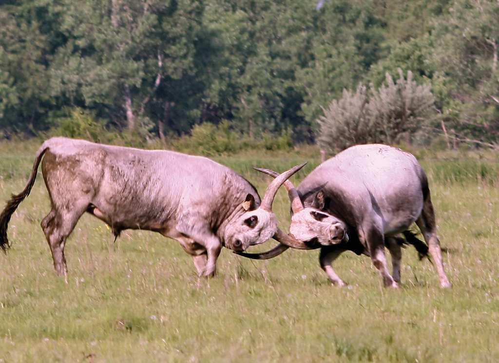 MEZŐGAZDASÁGI PARCELLA AZONOSÍTÓ ÉS NYILVÁNTARTÓ RENDSZER /MEPAR/ A Mezôgazdasági Parcella Azonosító Rendszer az agrár eljárásainak kizárólagos országos földterület-azonosító rendszere.