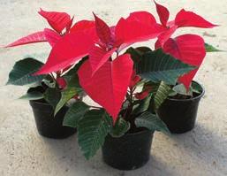 kg Adventi
