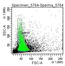 maximum a kötődés függvényében Spermium szadadgyök (ROS) tartalmának vizsgálata