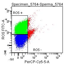 hány %-a érintett, mennyi a ROS tartalom az egyes sejtekben (fluoreszcencia