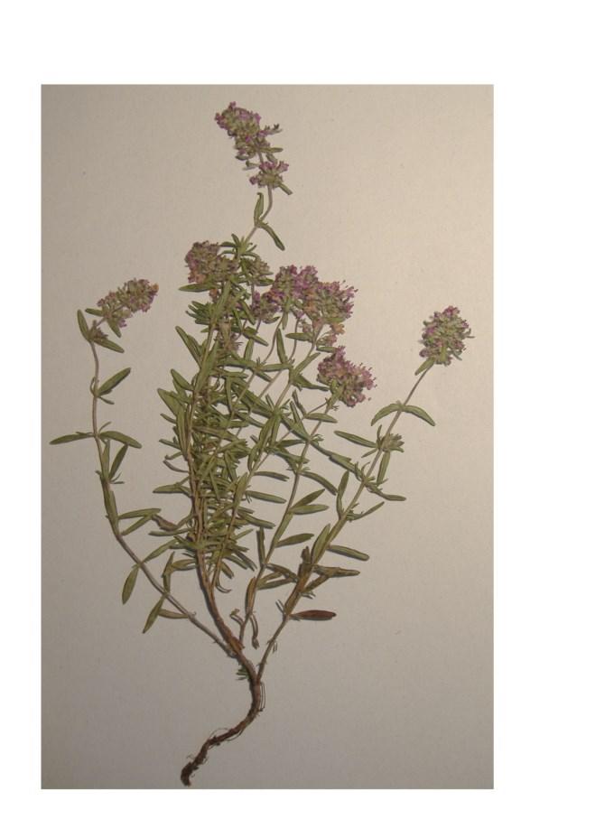 13. táblázat A vadon termő Thymus pannonicus minták talaj-adatainak és illóolaj-tartalmának korrelációanalízis eredményei illóo.tart. ph só nitrát foszfát kálium Ca CaCO 3 humusz illóo. tart.