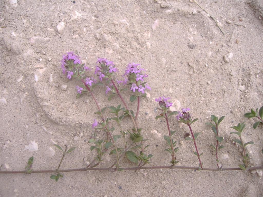 60. ábra Kúszó szárú Thymus glabrescens