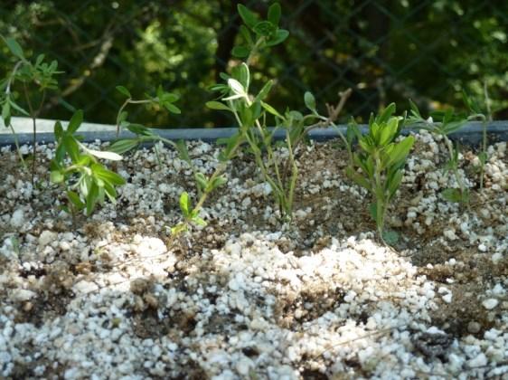 4.4 A vegetatív szaporításvizsgálat eredményei Kísérletünk eredményeképpen megállapítottuk, hogy a 2011 tavaszán alkalmazott perlites homok szaporító közeg megfelelő a tőosztott Thymus glabrescens és