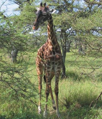 nap Lake Manyara Nemzeti Park Az azonos nevű sós tó és a geológiailag nagy fontosságú kelet-afrikai törésvonal (Great Rift Valley) közötti, hegyi dzsungel és száraz tóparti sáv övezte gazdag