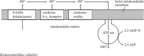 180 o -os fáziskülönbséget létrehozni. Ez a különbség kialakulhat, ha a magspinje kölcsönhatásba lép a gyök elektronjával, hiperfinom kapcsolódással. kemilumineszcencia Lásd lumineszcencia.