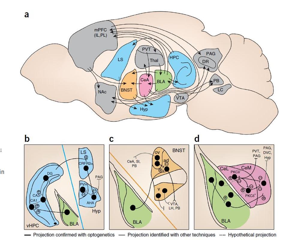 A szorongás idegrendszeri mechanizmusai: makrohálózatok, mikrohálózatok Calhoon & Tye (2015)
