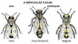 2016 Az anyai tulajdonságokat meghatározó gének és dolgozók tulajdonságait befolyásoló gének egymással negatív korrelációban vannak. Ezért nagyon nehéz az anyákat szelektálni.