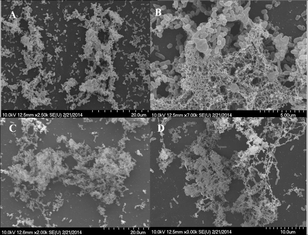 5.2.4 Illóolajok és fő komponenseik anti-biofilm hatásának vizsgálata pásztázó elektronmikroszkópos (SEM) felvételek segítségével egyfajos és kevert közösségek esetében.