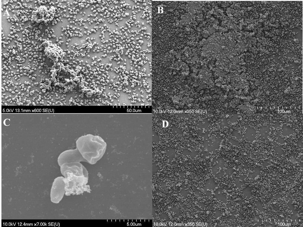 Egyfajos biofilmek SEM vizsgálata P. anomala A P.