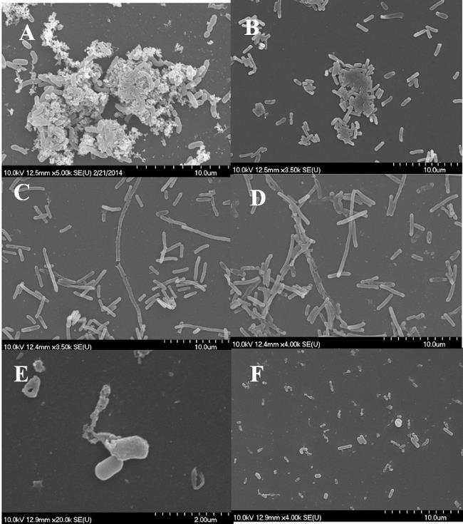 Kevert biofilmek SEM vizsgálata L.monocytogenes + E. coli A 21. ábra A és B képein levő kontroll mintákon jól látható, hogy a Listeria + E.