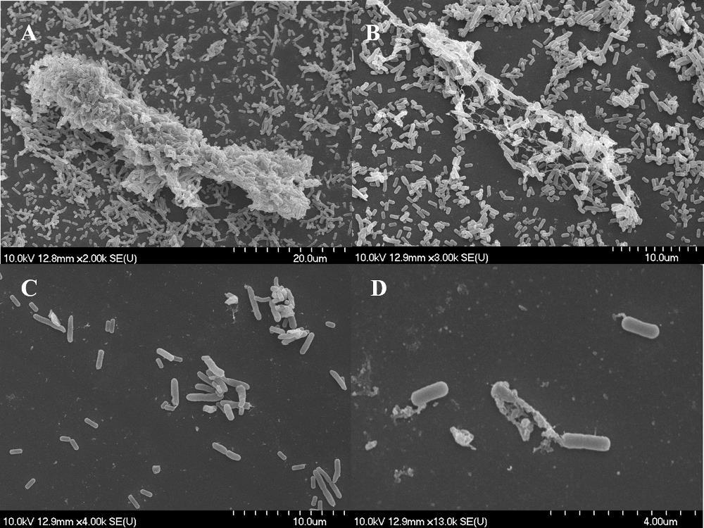 Kevert biofilmek SEM vizsgálata L. monocytogenes + P. putida A Listeria és P.