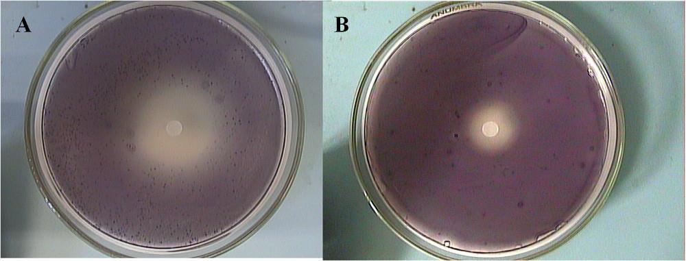 A: kakukkfű 1 µl; B: timol 100 mg/ml koncentrációban 1µl. Khan és munkatársai (2009) hasonló körülmények között a kakukkfüvet és fahéjat vizsgálva csak utóbbinál mutattak ki anti-qs hatást.