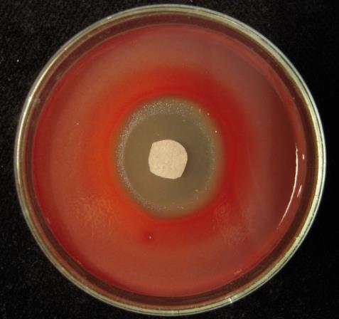Legtöbb esetben elmondható, hogy a küszöbérték alatti koncentráció növelésével sikerült gátolni a pigment termelést egy viszonylag állandó sejtszám mellett.