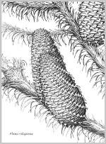 " angol nyelvű kiadásának előkészítését (" Conifers Around the World ").