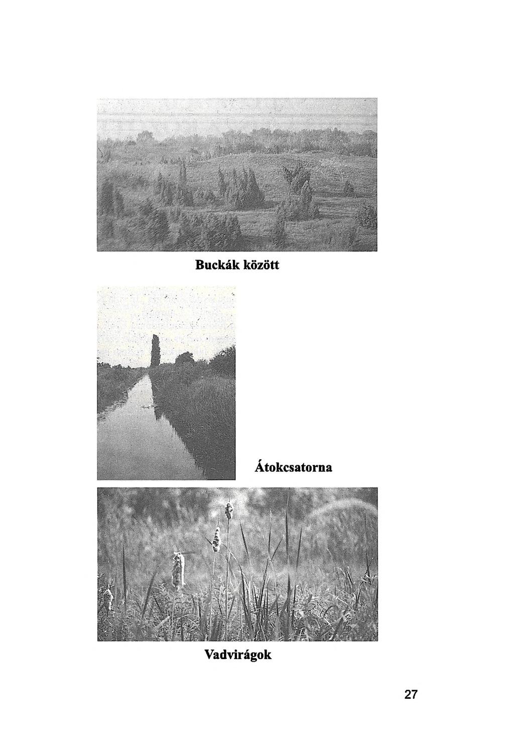 Vadvirágok