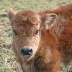 mastitis) gyógykezelésére.