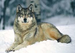 Farkas (Canis lupus)