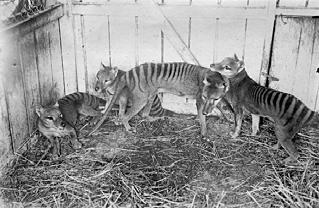 Erszényes farkas (Thylacinus cynocephalus) (1936) Új Guineában, Ausztráliában és Tasmaniában Bölény (Bison bonasus) 1762 (Mo) Az európai bölényeket az állatkertek mentették meg a teljes
