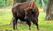 Síksági erdei bölény (Bison bonanus bonasus) Kelet Európa, ez az egyetlen ma is élő alfaj. Országos jelentőségű védett természeti területek és értékek I. 1996. évi LIII. tv. 28.