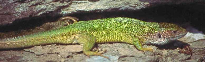 Lacerta