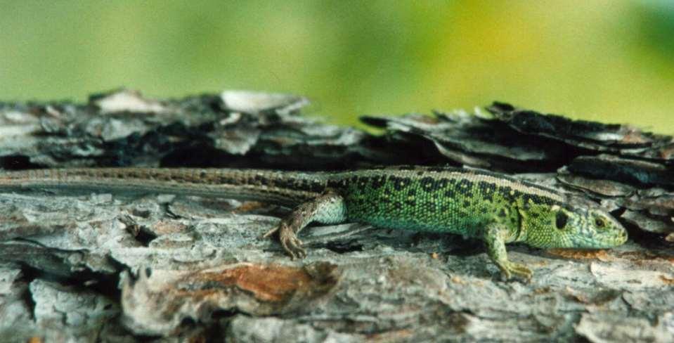 viridis