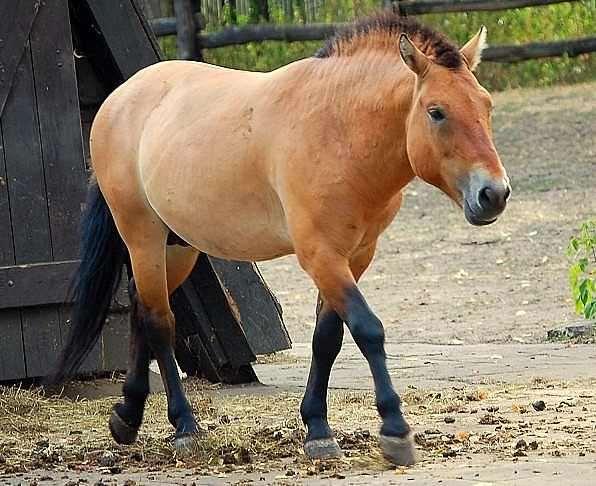 Przewalski-ló