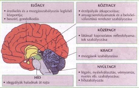 o Alap és tetőlemez fejlődése elmarad o Oldallemezek intenzíven fejlődnek fölfele, lefele, balra o a tető és fenéklemezekre az oldallemez mintegy ránő o barázdák jönnek létre a külső felületen.