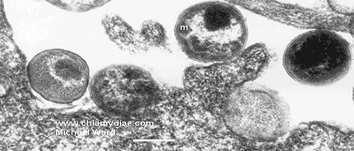 baktériumok) Chlamydia genus Chlamydiaceae - általános jellemzés obligát intracelluláris paraziták, epitheliális sejteket fertőznek meg Gram