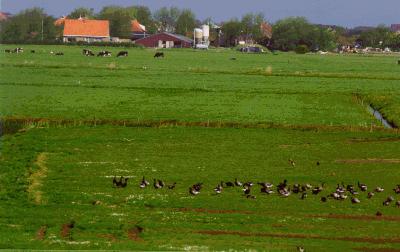 cms.geese.