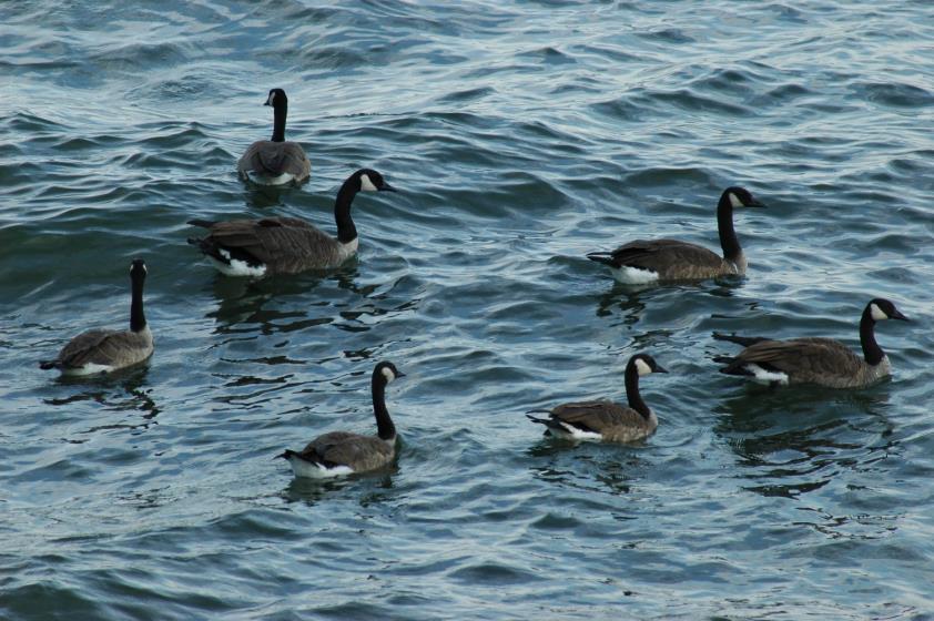 Kanadai lúd (Branta canadensis) vadászható: okt. 1- jan. 31.