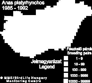 ) és gyakran telel is; leggyakoribb fészkelő réce faj, 50-150 ezer