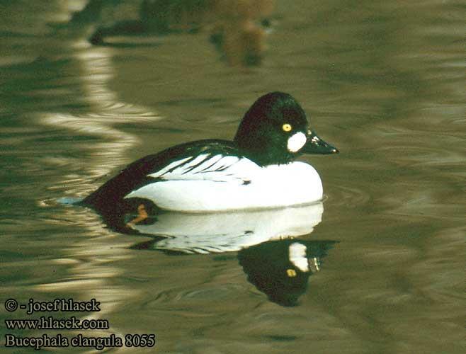 Kerceréce (Bucephala clangula) Photo: Selmeczi Kovács Ádám hu.wikipedia.