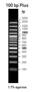 Nested PCR Az fo1-ro1 primerekkel, az első PCR reakcióban termékként kapott DNS használva templátként, egy 1071 bp nagyságú DNS terméket kapunk, abban az esetben, ha az általunk vizsgált fitoplazma a