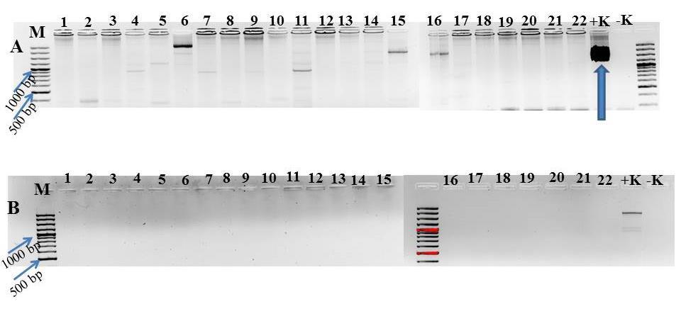 10. ábra. Az izolátorháznál gyűjtött minták DNS kivonásainak nested PCR analízise A/P1/P7 általános fitoplazma specifikus B/fO1/rO1 16SrX csoportspecifikus indítószekvenciákat használva.