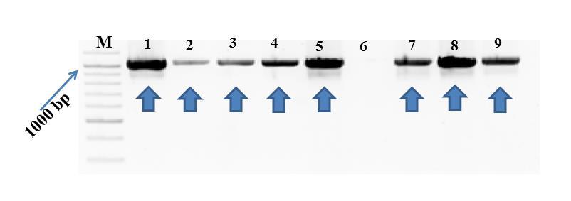 5. táblázat: Öreg törzsültetvényből származó mintákból kapott eredmények összegzése Öreg törzsültetvény (ÖT) fitoplazma ESFY 1 beteg - - 2 Pannónia - - 3 Pannónia 17/40 - + 4 Ceglédi bíbor 18/45 - +