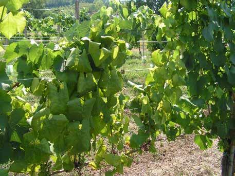 Feketevesszejűség, Bois noir, BN (Candidatus Phytoplasma solani) Minőségi károsító