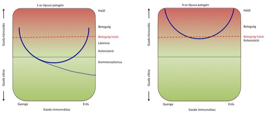 Az ábrán látható az is, hogy megfelelően működő immunrendszer mellett a legalacsonyabb a károsodás mértéke.