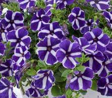 ..16 LOBELIA...16 LAMIUM...16 IMPATIENS MUSICA.