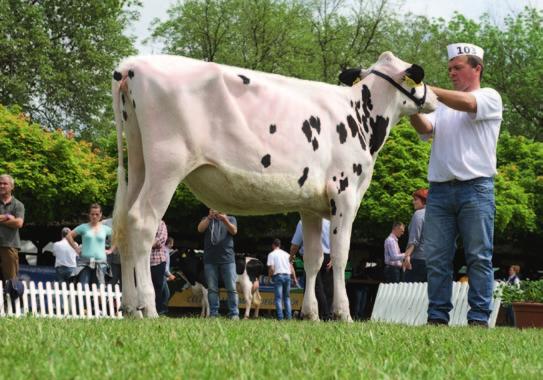 A bemutatóra 134 nevezés érkezett a holstein-fríz fajtában, mintegy 35 üzemből.
