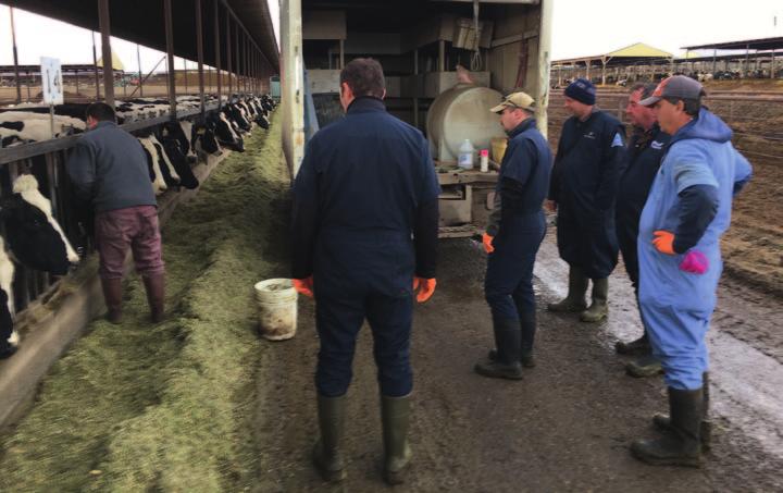 Gyakorlat A műfaj legjobbjaitól érdemes tanulni A Holstein Genetika Kft.