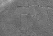 14 Zimborán Gábor Sziklavéset, bal oldalt emberalak halvány képe Sziklavéset (Nyugat-Szahara) 14 A nyugat-szaharai sziklaművészet több