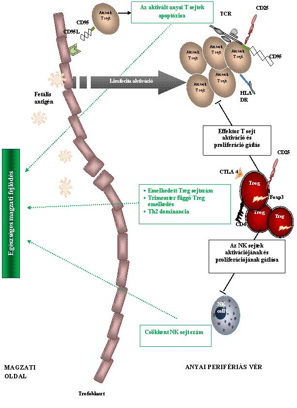 47. ábra: Az immuntolerancia celluláris mechanizmusainak összefoglalása egészséges terhességben (zöld nyilak, 53); CD - cluster of differentiation; Foxp3 - forkhead box p3