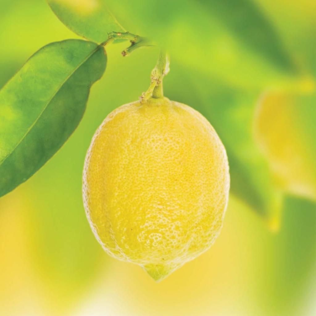 Citrusolaj A legjobb fertőtlenítőszer: antibakteriális, antivirális hatású, így hatásos herpesz, kiütések és pattanások ellen is.