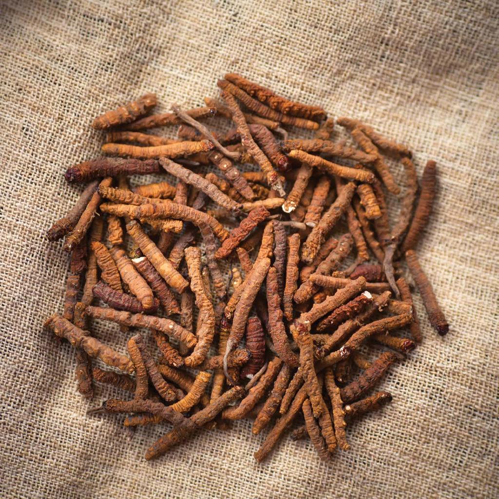 Cordyceps A cordyceps legfontosabb tulajdonsága, hogy képes növelni a test vitalitását és energiaszintjét.