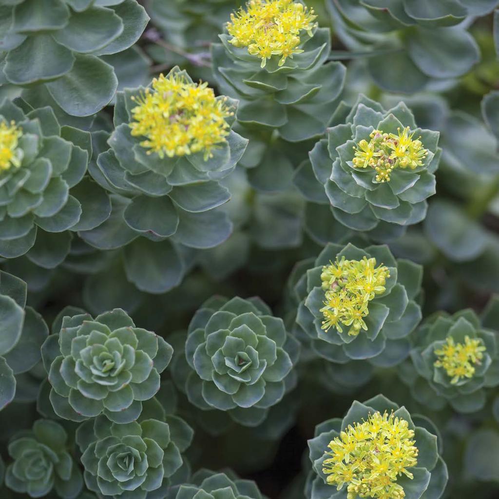 Rhodiola rosea extract Adaptogén (az alkalmazkodás növelése) és immunerősítő, azaz fokozza a szervezet ellenálló képességét, egyúttal fájdalomcsillapító.