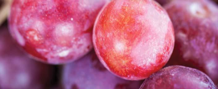 116 Zöldkávé őrlemény 119 Cink 22 CGS 12 étrend-kiegészítő tabletta Komplex megoldás a modern kor kihívásaira 50 Homoktövis 53 Grapefruitmag-kivonat 86 L-karnitin 87 Jód, Szelén 120 Kapormag