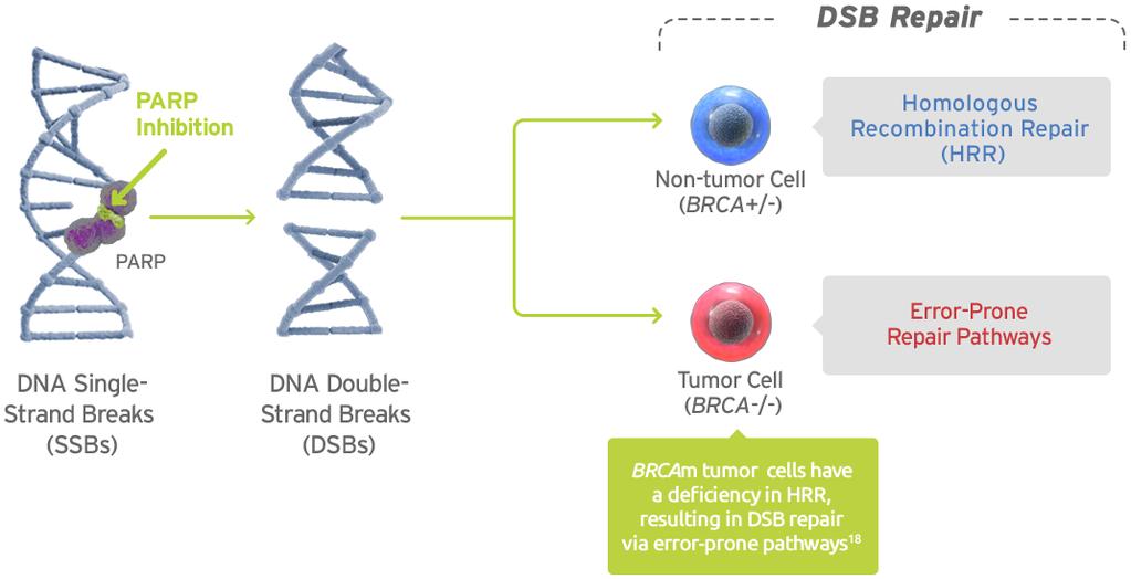 Olaparib: PARP inhibitor (poly-adp ribóz polimerázt gátolja) ez az enzim a DNS hibajavításban játszik szerepet A BRCA mutáns sejtek